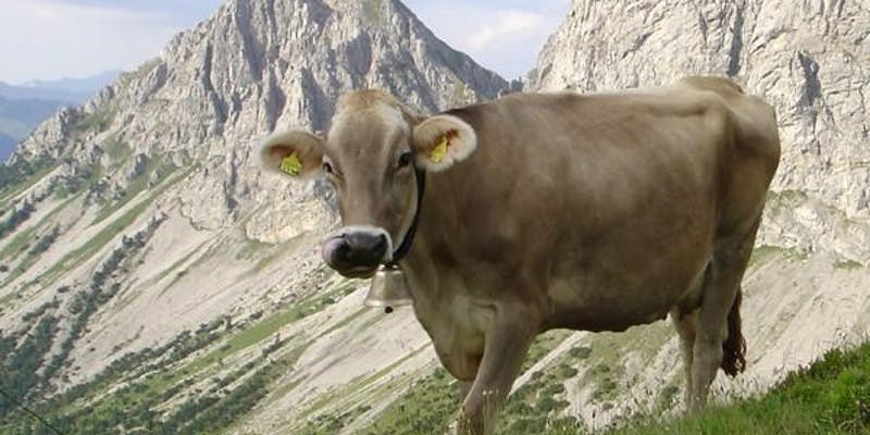 Alpine Cow